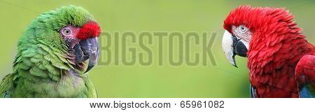 Portrait views of Macaws with copy space