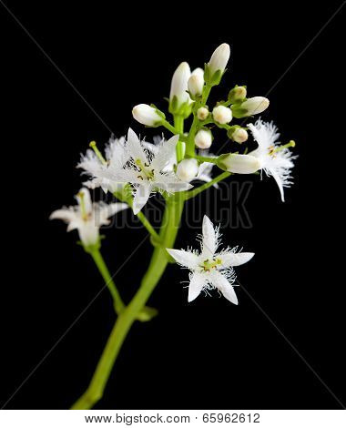Bog Bean Flowering