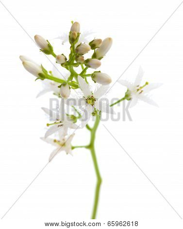 Bog Bean Flowering