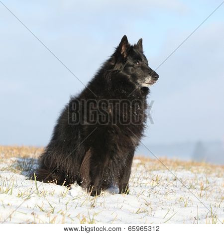 Beautiful Chien De Berger Belge In Winter
