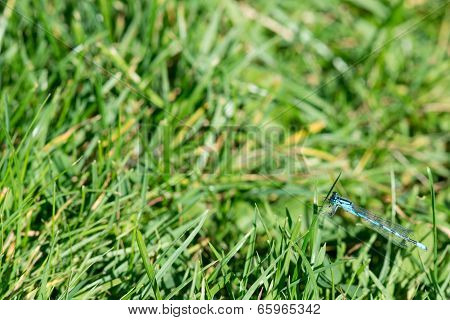 Coenagrion Dragonfly