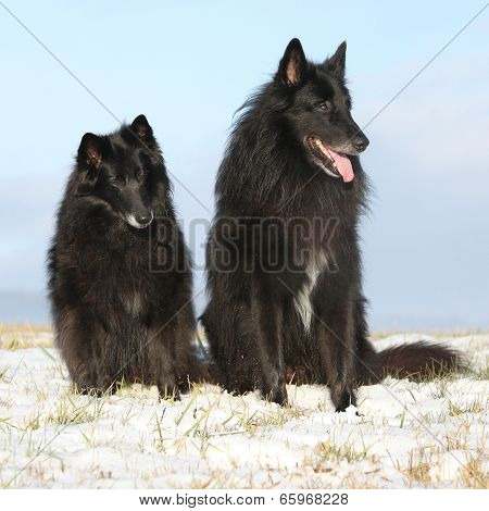 Two Amazing Groenendaels Sitting In Winter