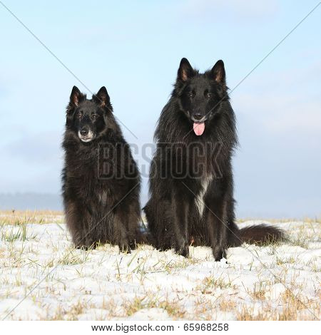 Two Amazing Groenendaels Sitting In Winter