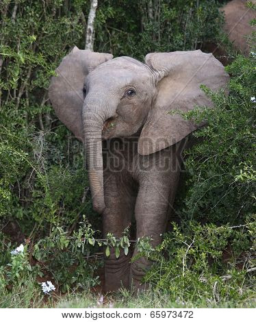 Baby African Elephant
