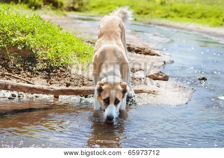 Dog Drinking Water Of The Pond