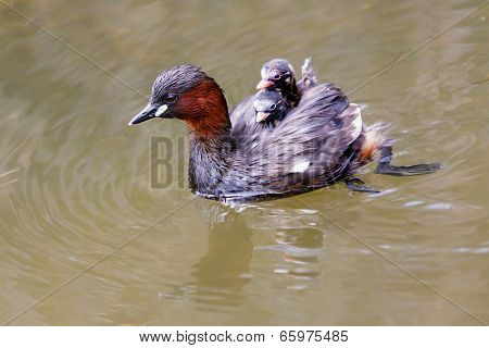 Little Grebe mother with babies riding on her back