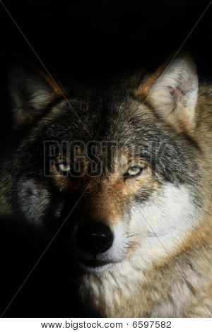 ウルフ