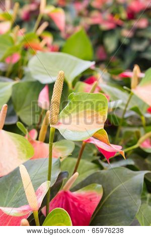 Flamingo Flowers or Boy Flowers