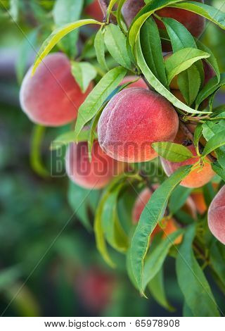 Peach Tree Fruits