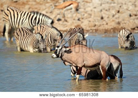 Gemsbok antelopes (Oryx gazella) and plains zebras (Equus burchelli) in water, Etosha National Park, Namibia