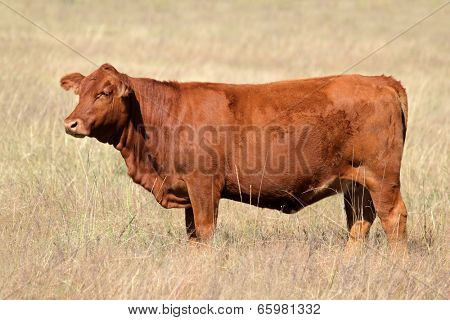 A red angus cow on pasture