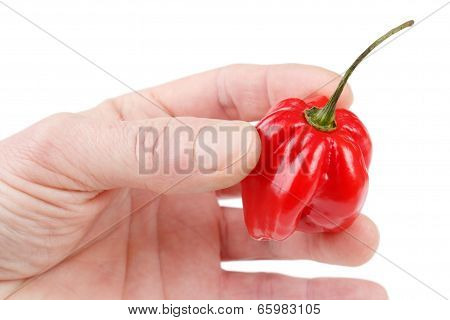 Red habanero chili