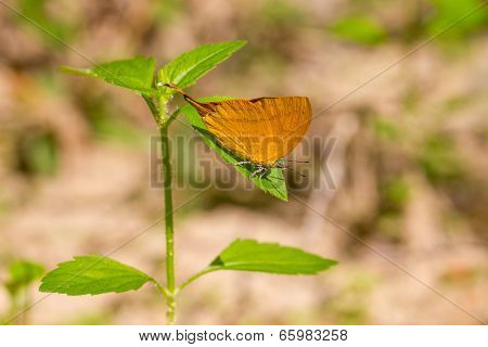 The Common Yamfly Butterfly