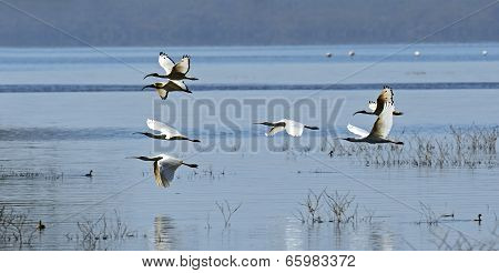 A Flock Of Ibises