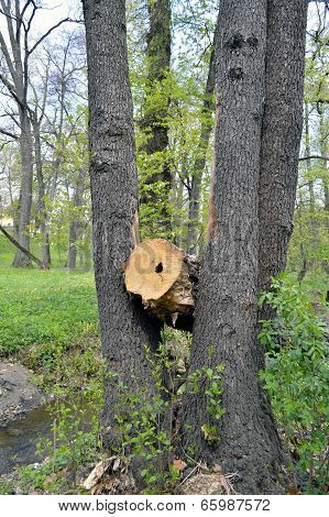 Cannon Tree