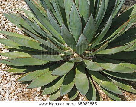 Agave plant in the desert