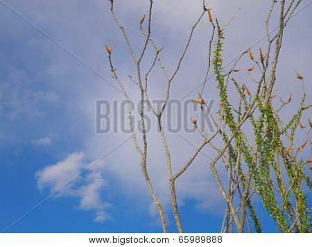 Ocatillo Flowers And A Cloud