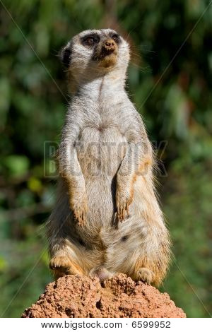 슬림 꼬리 meerkat