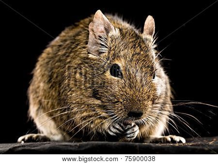 Degu Mouse Closeup On Black Background
