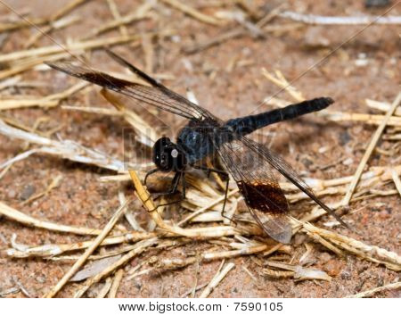 Macro musta Dragonfly