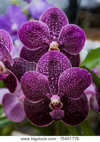 Vanda Orchid.