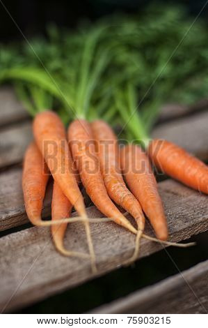 Fresh Carrots