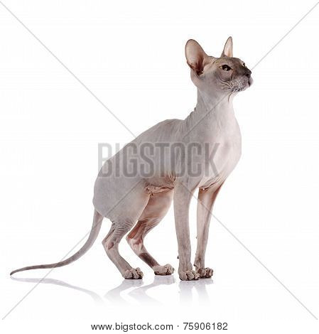 Bald Cat.