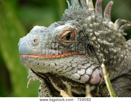 Il Look di Iguana
