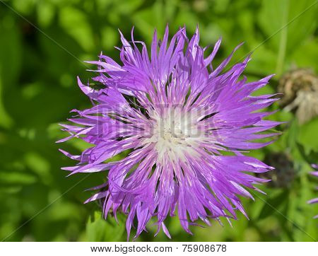 Medicinal Herb (rhaponticum Carthamoides)