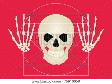 The golden section of the skull on a red background