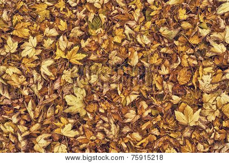 Dry Autumn Leaves As Background