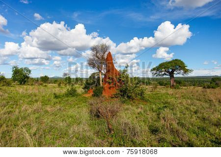 Termite mount in Tarangire national park, Tanzania Africa