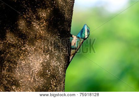 Calotes Mystaceus , Blue-crested Lizard