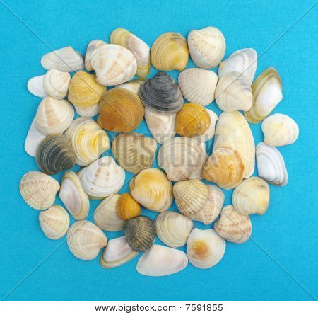 Sea shells