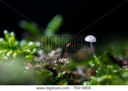 Little fungus growing in forest