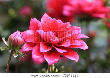 Dahlia flower