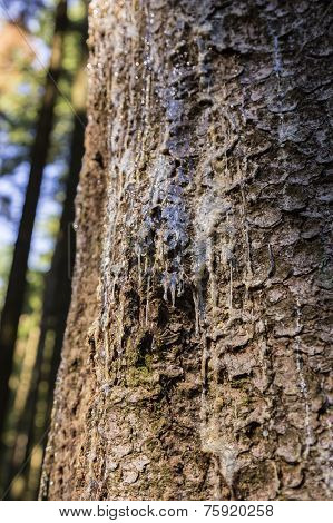 On A Tree Resin