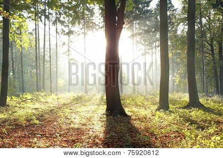 Sunlight behind a tree