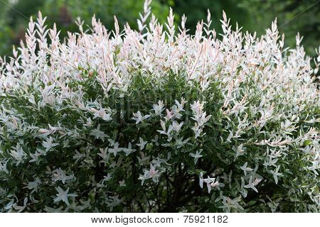 Close up of Hakuronishiki willow in garden