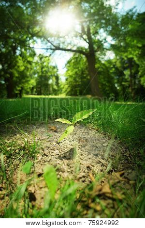 Young growing oak tree