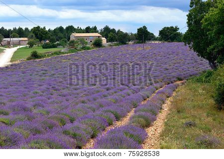 Provence Rural Landscape