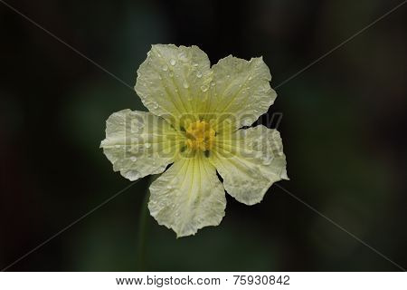 Loofah Flower