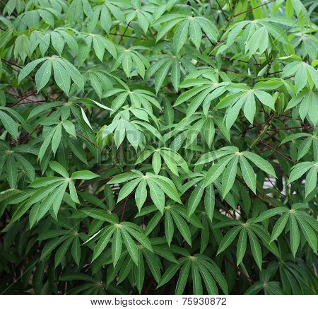 Yuca Plant