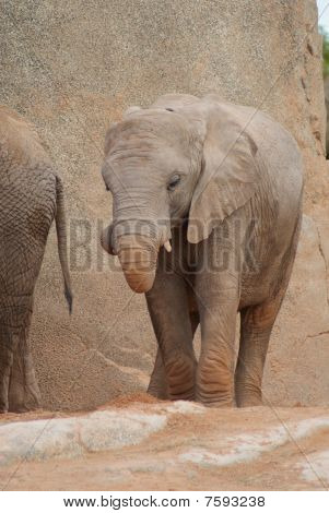 Elefante africano