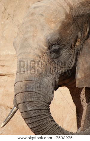 African Elephant