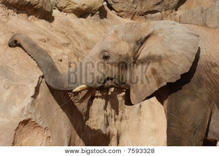 African Elephant