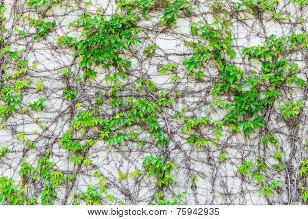 Green creeper on cement wall