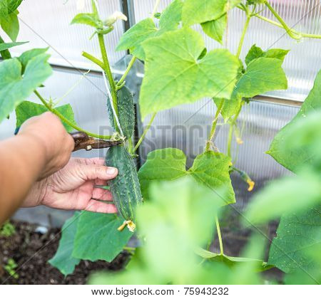 Picking Cucumber