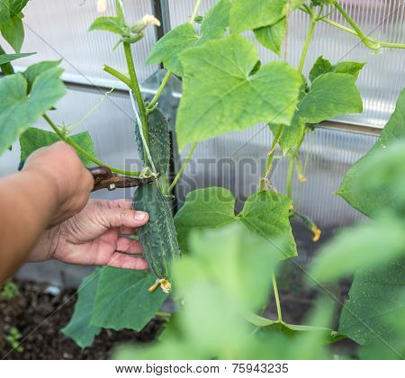 Picking Cucumber