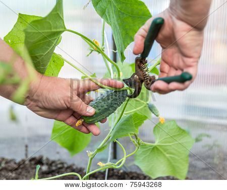 Picking Cucumber